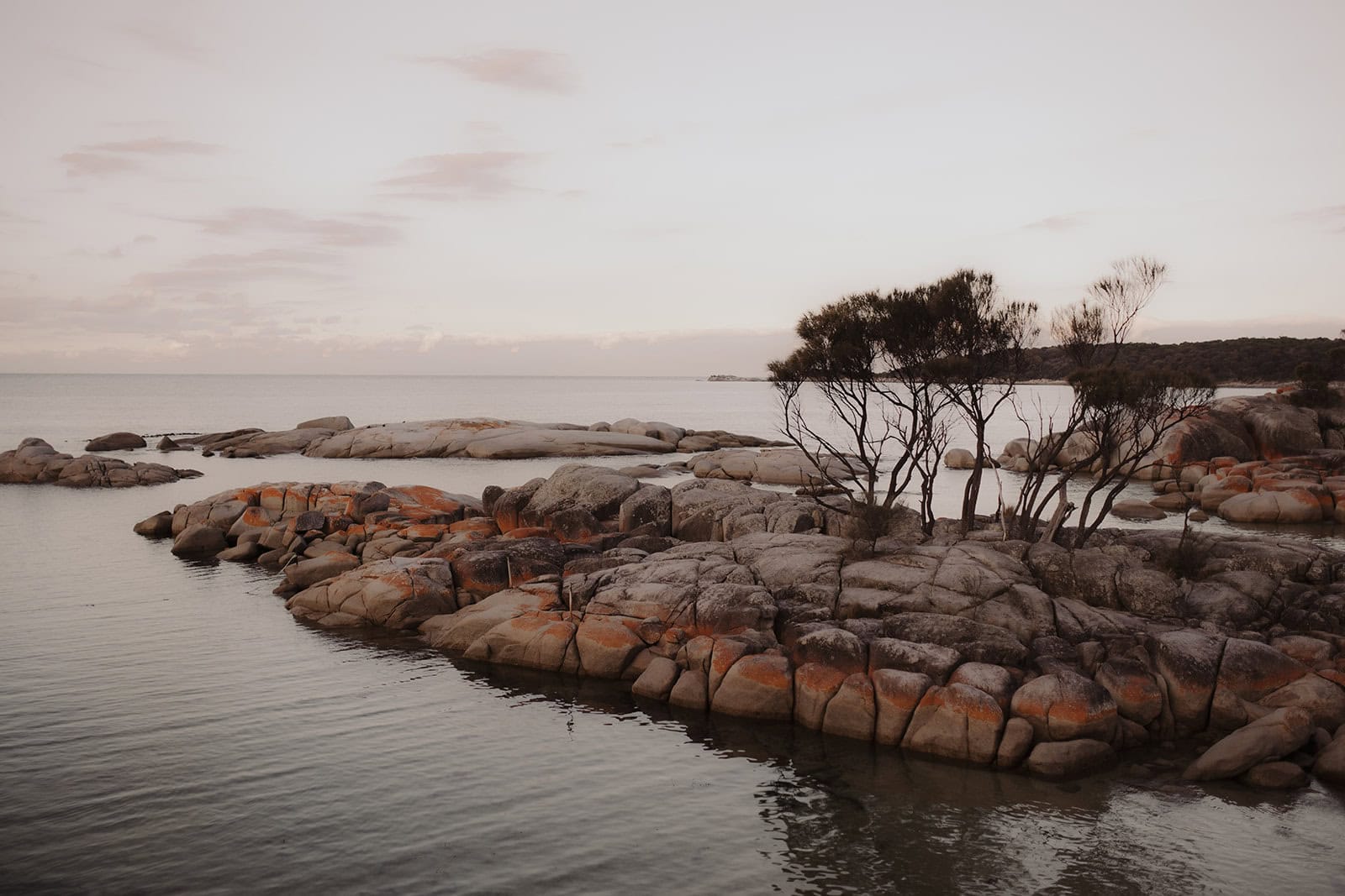A Tasmania Elopement with Tree Ferns, Trivia, and Coastal Views – photo 25