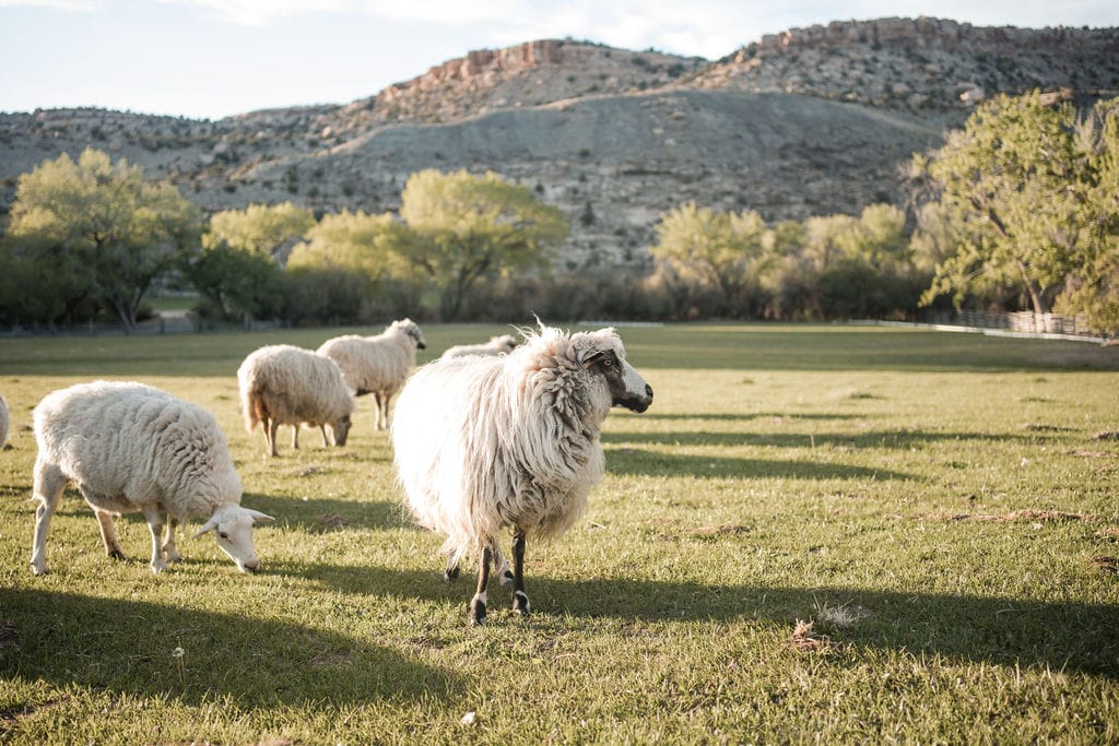 Southwest Desert Styling with Disco Balls and Rainbow Details – photo 27